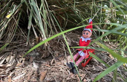 Hiding-elf-wild-xmas